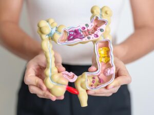 Modelo anatômico do intestino grosso e cólon